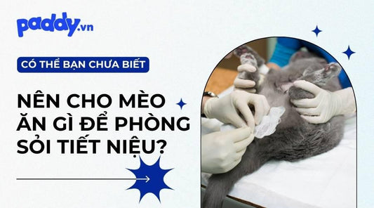 Các Sản Phẩm Hỗ Trợ Điều Trị Bệnh Sỏi Tiết Niệu Ở Mèo - Paddy Pet Shop