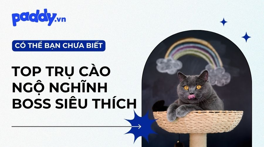 6+ Mẫu Trụ Cào Móng Cho Mèo Kiểu Dáng Ngộ Nghĩnh