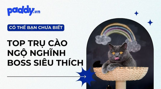6+ Mẫu Trụ Cào Móng Cho Mèo Kiểu Dáng Ngộ Nghĩnh