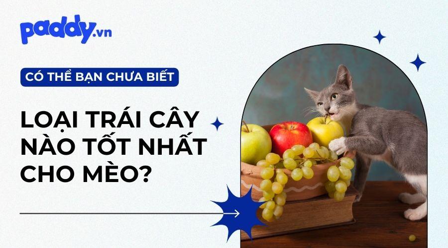 Các Loại Trái Cây Tốt Cho Mèo Mà Bạn Nên Biết - Paddy Pet Shop