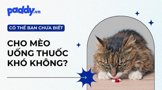 Cách Cho Mèo Uống Thuốc Một Cách Dễ Dàng Và An Toàn - Paddy Pet Shop