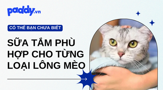Gợi Ý Các Loại Sữa Tắm Phù Hợp Cho Từng Loại Lông Mèo