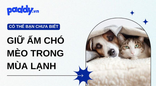 Tips Giữ Ấm Cho Thú Cưng Trong Mùa Đông Lạnh