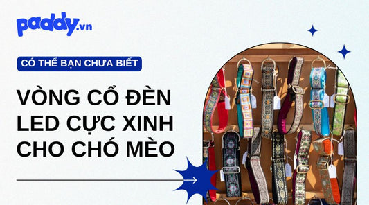 Các Mẫu Vòng Cổ Đèn Led Cực Xinh Cho Chó Mèo