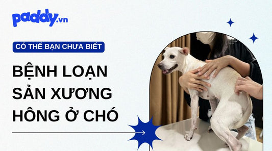 Cách Điều Trị Bệnh Loạn Sản Xương Hông Ở Chó