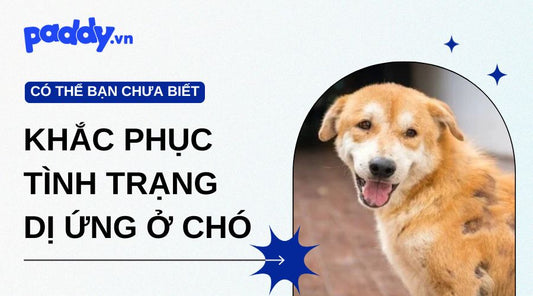 Khắc Phục Tình Trạng Dị Ứng Ở Chó – Nguyên Nhân & Cách Chữa Tại Nhà