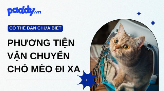 Phương Tiện Vận Chuyển Chó Mèo Đi Xa