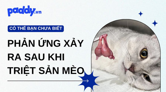 Các Phản Ứng Có Thể Xảy Ra Ở Mèo Sau Triệt Sản