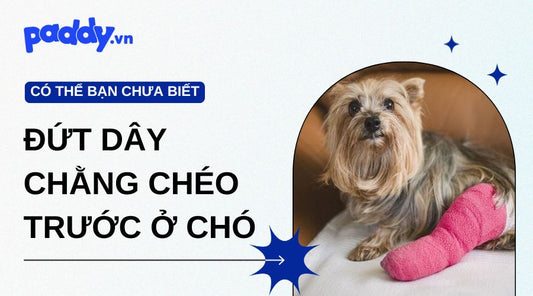 Đứt dây chằng chéo trước ở chó: Nguyên nhân, triệu chứng & cách điều trị