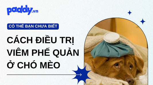 Cách Điều Trị Bệnh Viêm Phế Quản Ở Chó Mèo
