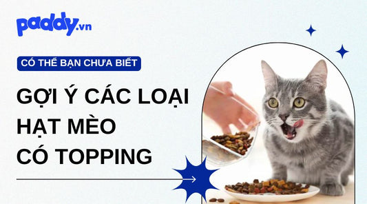 Gợi Ý Các Loại Hạt Mèo Có Topping