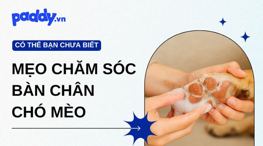Mẹo chăm sóc chân chó mèo – Giữ cho bàn chân luôn mềm mại & khỏe mạnh