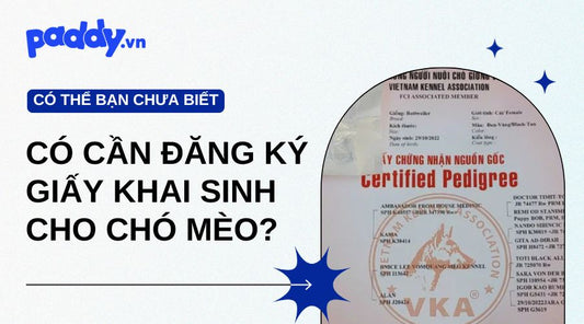 Có Cần Đăng Ký Giấy Khai Sinh Cho Chó Mèo Không?