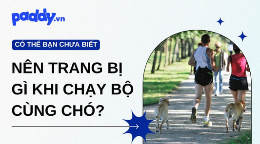Những Vật Dụng Nên Trang Bị Khi Chạy Bộ Cùng Chó