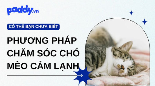 Phương Pháp Chăm Sóc Chó Mèo Bị Cảm Lạnh