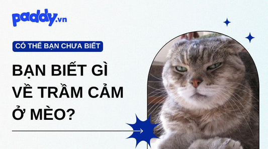Bạn Biết Gì Về Trầm Cảm Ở Mèo?