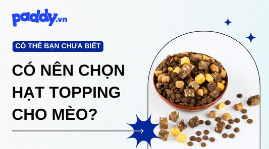 Nên Chọn Hạt Có Hay Không Có Topping Cho Mèo?