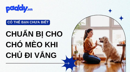 Chuẩn Bị Gì Cho Chó Mèo Khi Chủ Đi Vắng Nhiều Ngày?