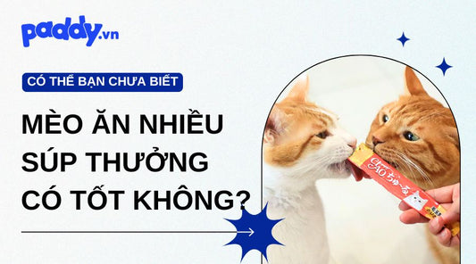 Có Nên Cho Mèo Ăn Nhiều Súp Thưởng Hay Không?