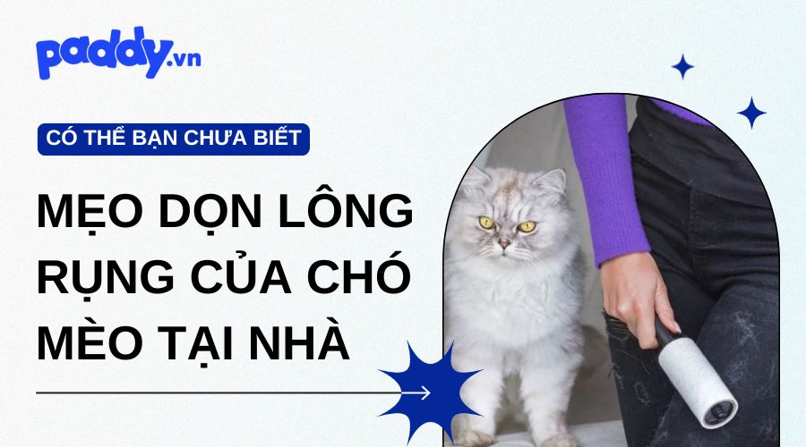 Các Mẹo Dọn Sạch Lông Rụng Của Chó Mèo Tại Nhà Nhanh Chóng