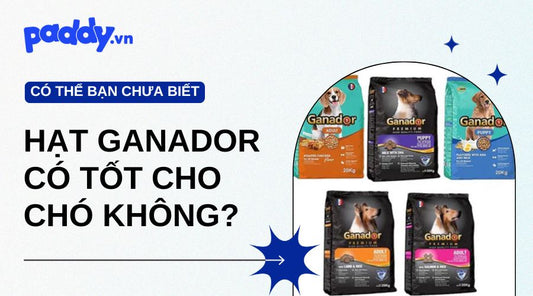 Hạt Ganador Có Tốt Cho Chó Không