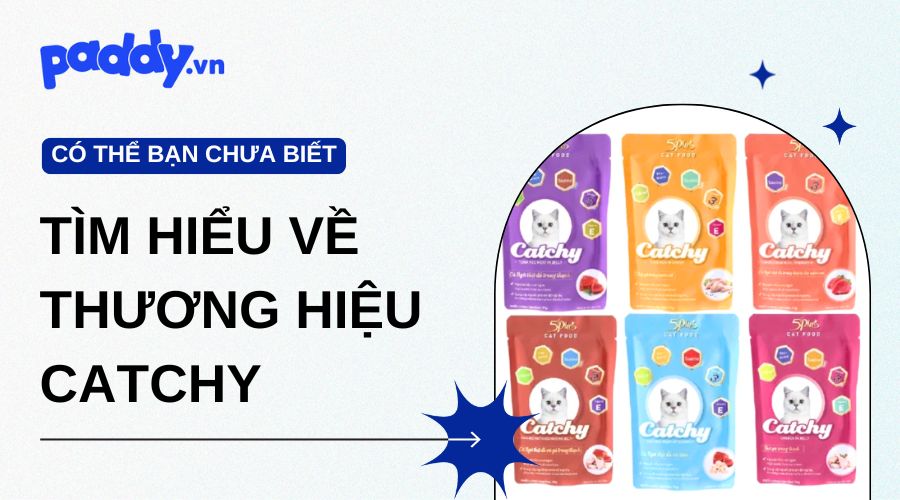 Tìm Hiểu Về Các Sản Phẩm Của Thương Hiệu Catchy