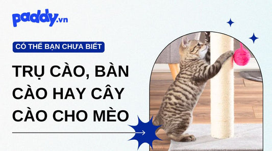 Nên Chọn Trụ Cào, Bàn Cào Hay Cây Cào Cho Mèo