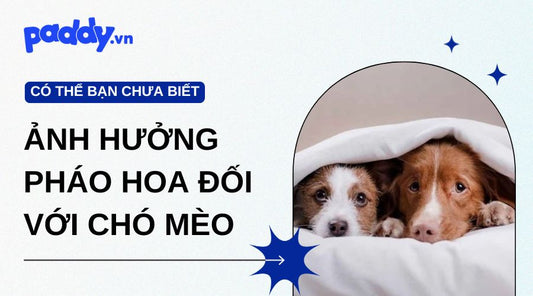 Ảnh Hưởng Của Pháo Hoa Đối Với Chó Mèo