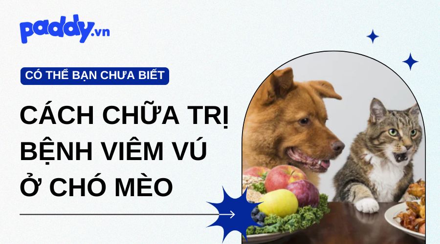 Bệnh Viêm Vú Ở Chó Mèo: Dấu Hiệu Và Cách Chữa Trị