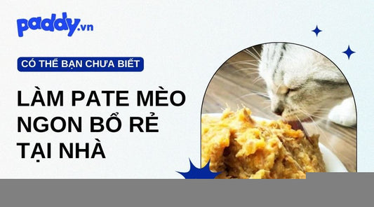 Cách Làm Pate Cho Mèo Ngon Bổ Rẻ Tại Nhà - Paddy Pet Shop