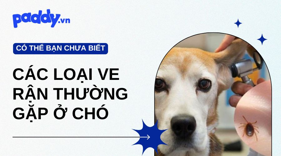 các loại ve rận thường gặp ở chó