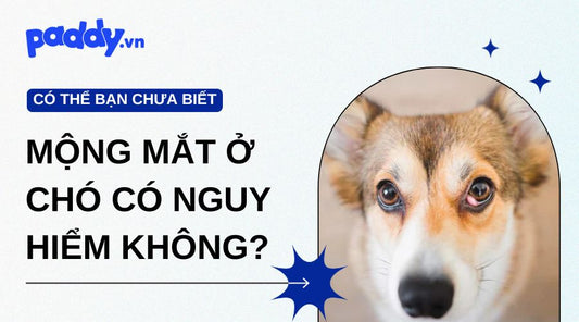 Mộng Mắt Ở Chó Có Nguy Hiểm Không?