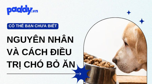 Nguyên Nhân Và Cách Điều Trị Chó Bỏ Ăn, Mệt Mỏi