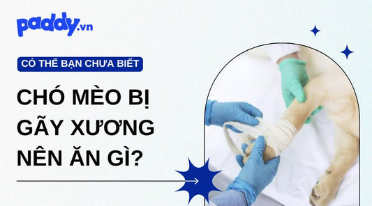 Chó Mèo Bị Gãy Xương Nên Ăn Gì? Kiêng Ăn Gì?