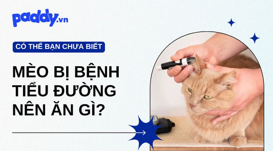 Mèo Bị Bệnh Tiểu Đường Nên Ăn Gì?