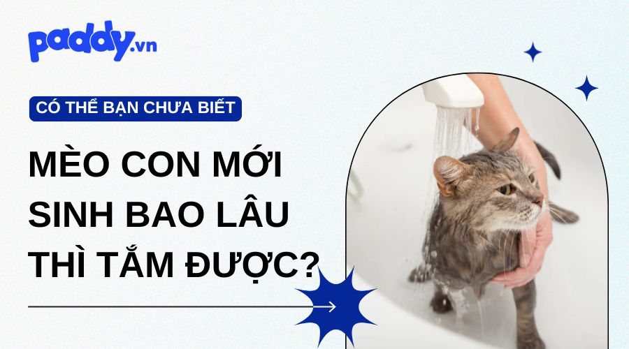 Mèo con mới sinh bao lâu thì tắm được?