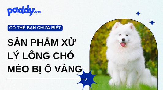 Top Những Sản Phẩm Xử Lý Lông Bị Ố Vàng Ở Chó Mèo