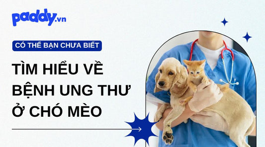 Tìm Hiểu Về Bệnh Ung Thư Ở Chó Mèo: Dấu Hiệu, Nguyên Nhân Và Cách Điều Trị