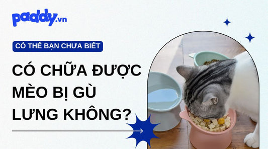 Mèo Bị Gù Lưng: Nguyên Nhân Do Đâu Và Có Chữa Được Không?