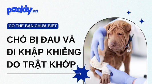 Cách Chữa Chó Bị Đau Chân Và Đi Khập Khiễng Do Trật Khớp
