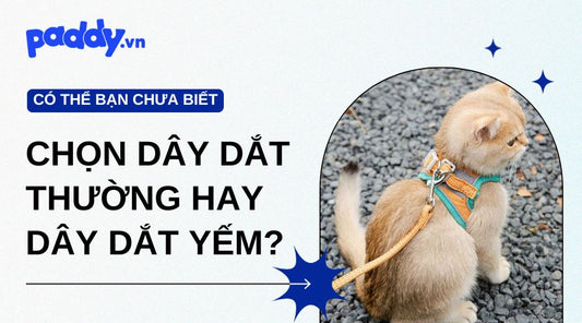Nên Chọn Dây Dắt Thường Hay Dây Dắt Yếm Cho Mèo?