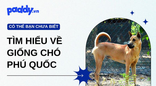 Tìm Hiểu Về Giống Chó Phú Quốc