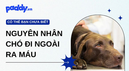 Nguyên nhân và cách điều trị chó đi ngoài ra máu