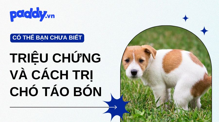 Triệu Chứng Và Cách Trị Chó Bị Táo Bón