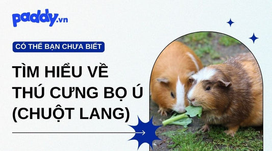 Tìm Hiểu Về Thú Cưng Bọ Ú: Cách Nuôi Và Cách Làm Chuồng
