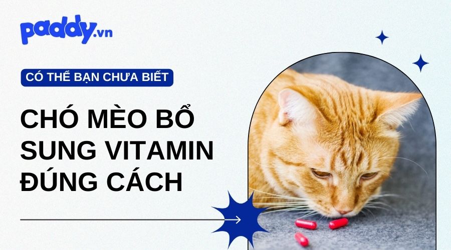 Bổ Sung Vitamin Cho Chó Mèo Nhà Bạn Đúng Cách