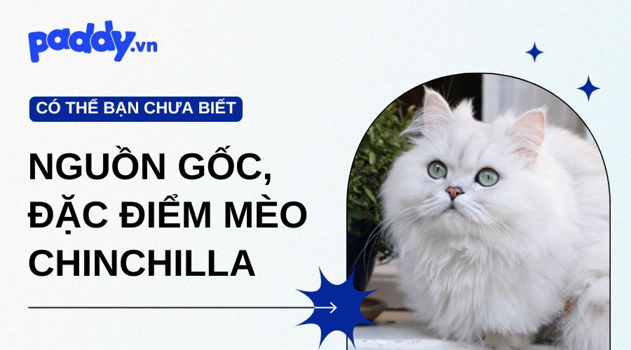 Tìm Hiểu Về Giống Mèo Chinchilla: Nguồn gốc, tính cách, đặc điểm