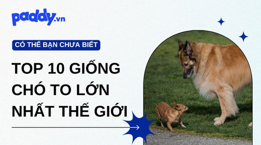 Top 10 Giống Chó To Lớn Nhất Thế Giới