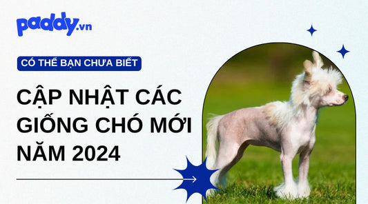 Các giống chó mới năm 2024