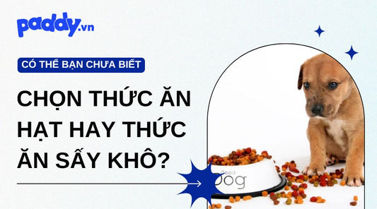 Nên Cho Chó Mèo Dùng Thức Ăn Hạt Hay Thức Ăn Sấy Khô?